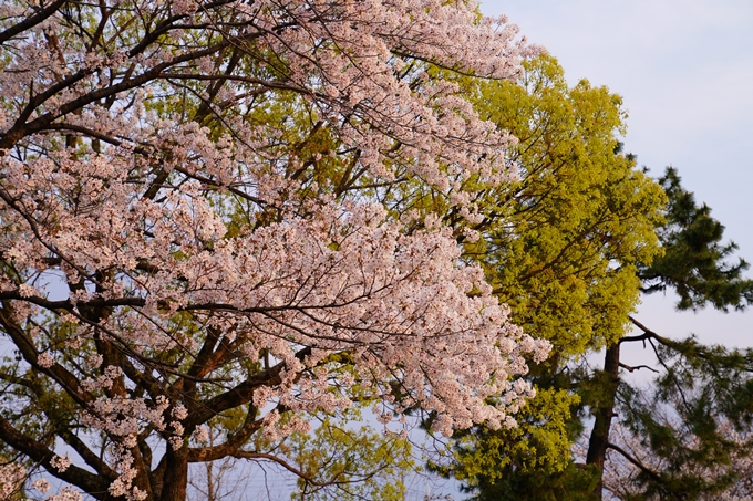 京都_桜_2020_35　鴨川　No11