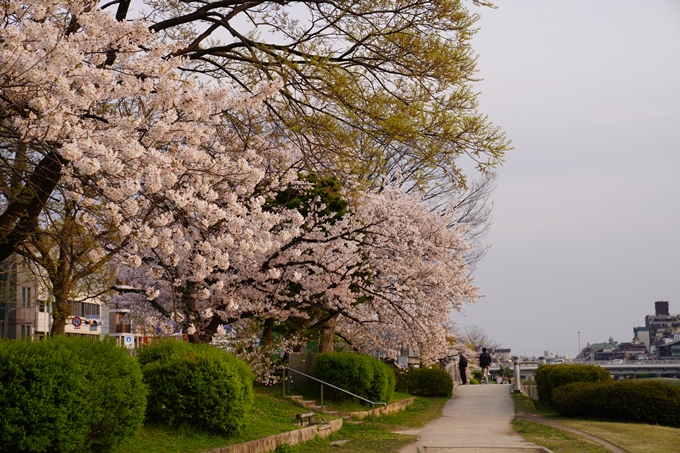 京都_桜_2020_35　鴨川　No12