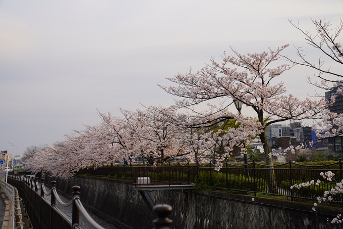 京都_桜_2020_35　鴨川　No13