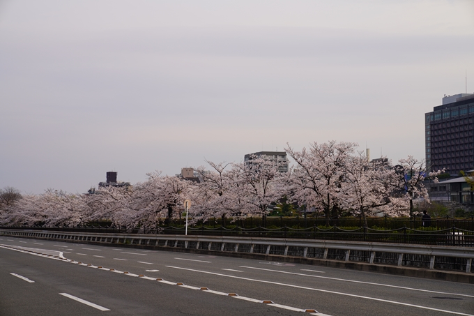 京都_桜_2020_35　鴨川　No14