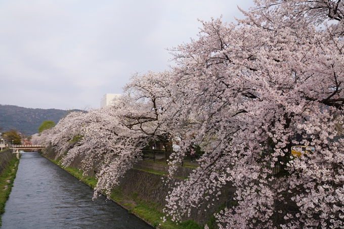 京都_桜_2020_36　疏水西部分　No2