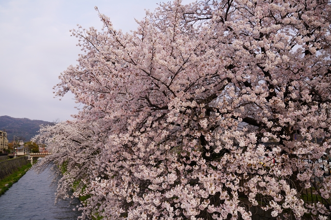 京都_桜_2020_36　疏水西部分　No3