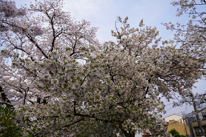 京都_桜_2020_36　疏水西部分　No4