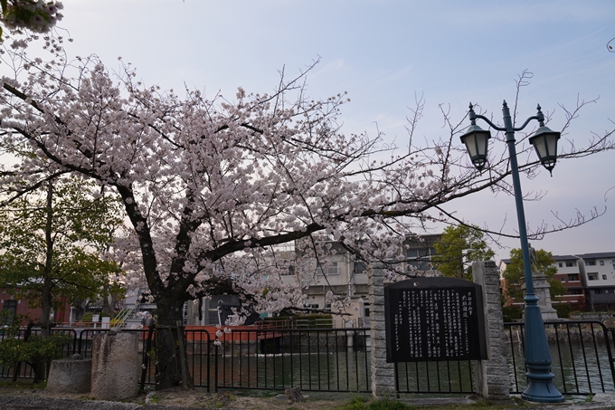 京都_桜_2020_36　疏水西部分　No6