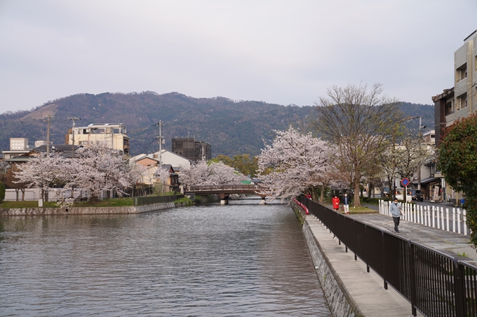 京都_桜_2020_36　疏水西部分　No7