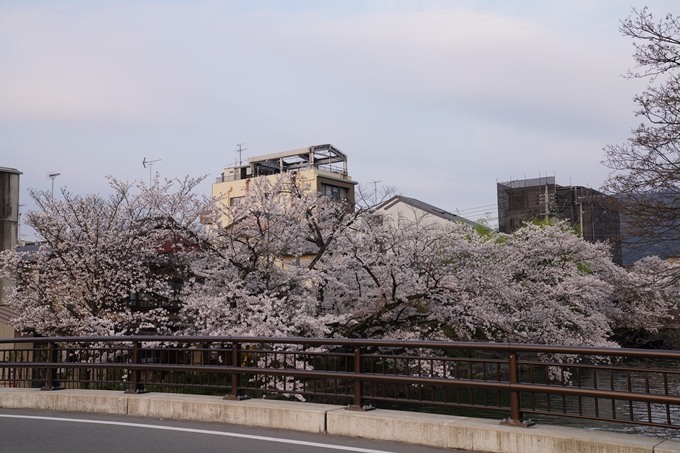 京都_桜_2020_36　疏水西部分　No8