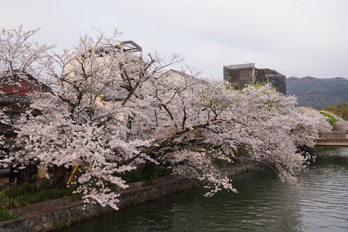 京都_桜_2020_36　疏水西部分　No9