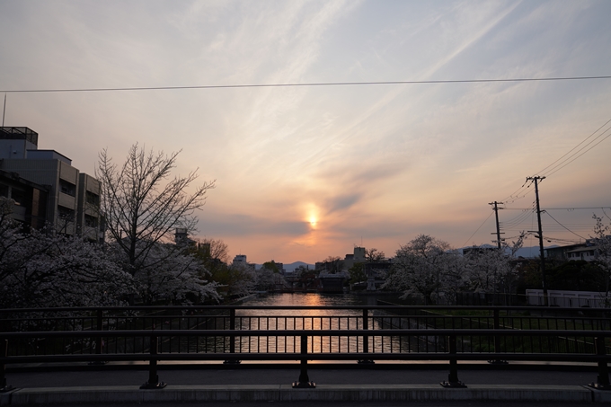 京都_桜_2020_36　疏水西部分　No10