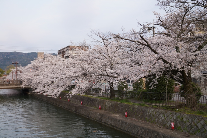 京都_桜_2020_36　疏水西部分　No11