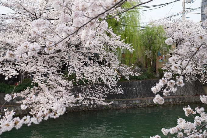 京都_桜_2020_36　疏水西部分　No12