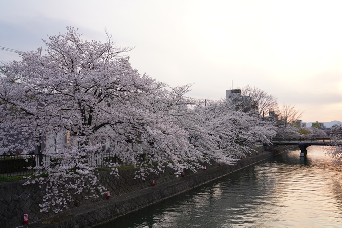 京都_桜_2020_36　疏水西部分　No13