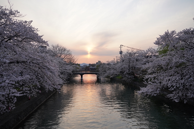 京都_桜_2020_36　疏水西部分　No14