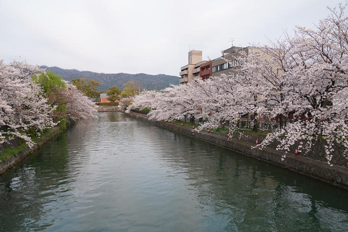 京都_桜_2020_36　疏水西部分　No15