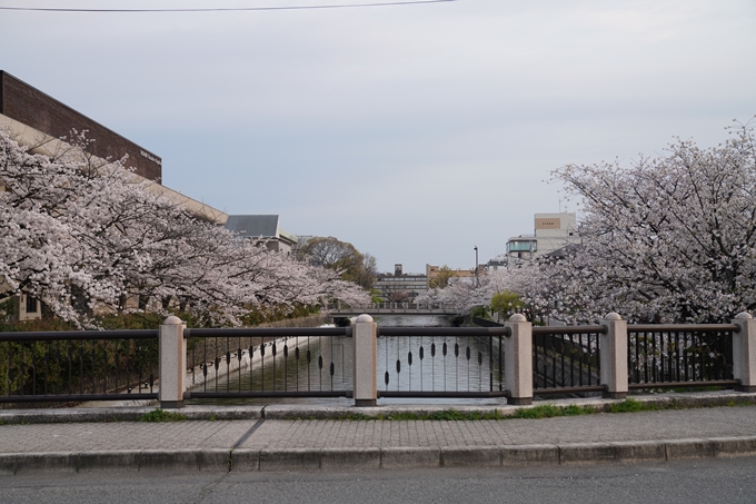 京都_桜_2020_36　疏水西部分　No16