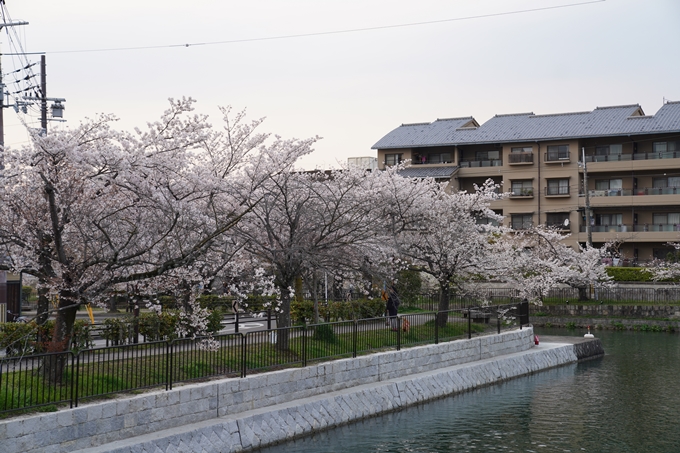 京都_桜_2020_36　疏水西部分　No17