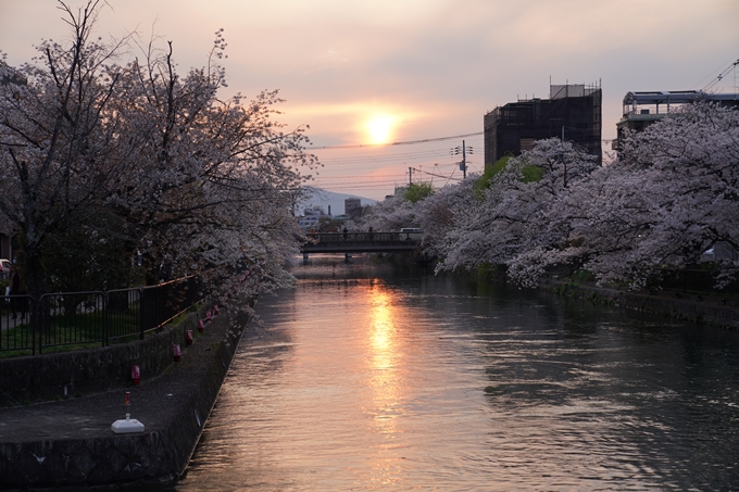 京都_桜_2020_36　疏水西部分　No18