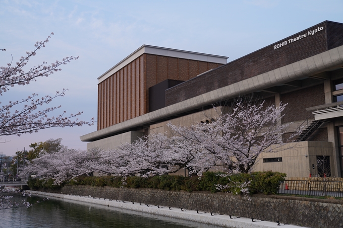 京都_桜_2020_36　疏水西部分　No19