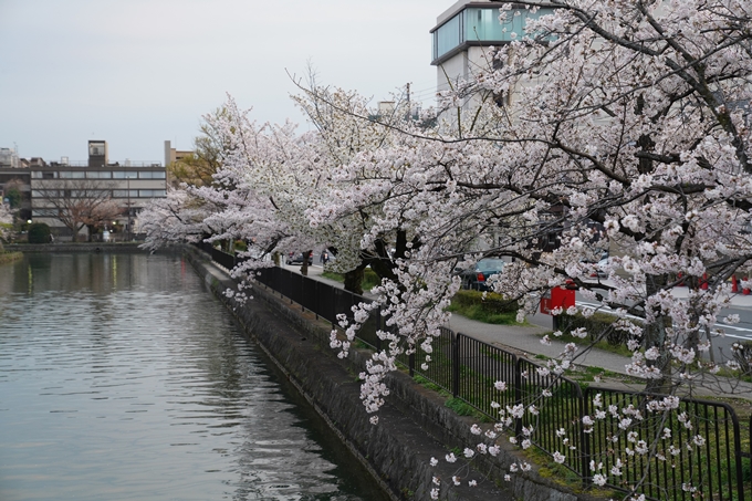 京都_桜_2020_36　疏水西部分　No20