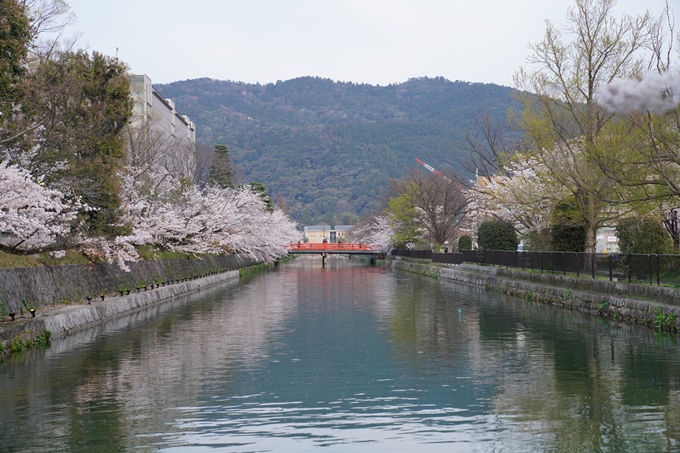 京都_桜_2020_37　岡崎疎水ライトアップ　No2