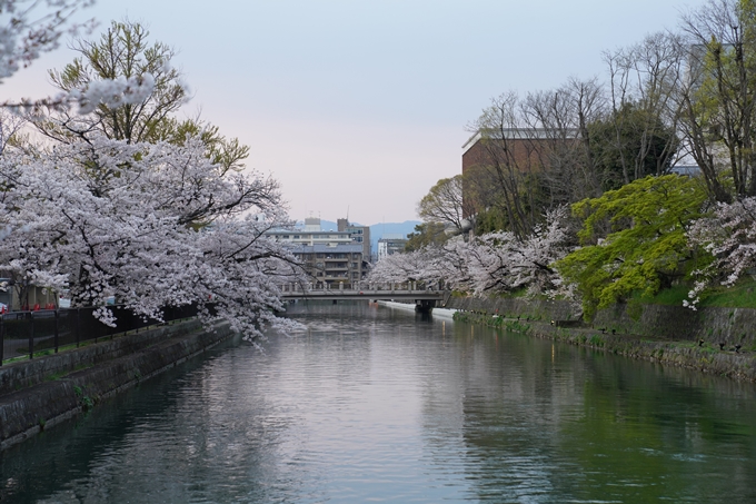 京都_桜_2020_37　岡崎疎水ライトアップ　No3