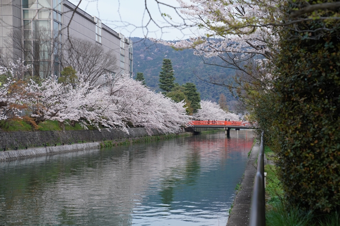 京都_桜_2020_37　岡崎疎水ライトアップ　No4