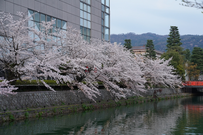 京都_桜_2020_37　岡崎疎水ライトアップ　No5