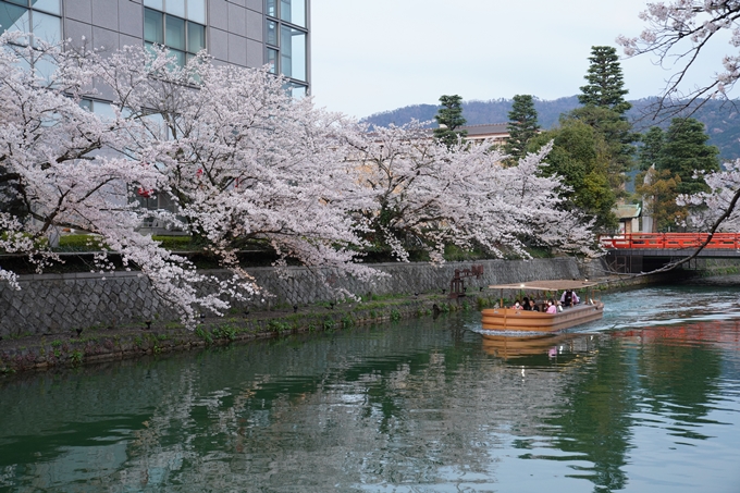 京都_桜_2020_37　岡崎疎水ライトアップ　No6