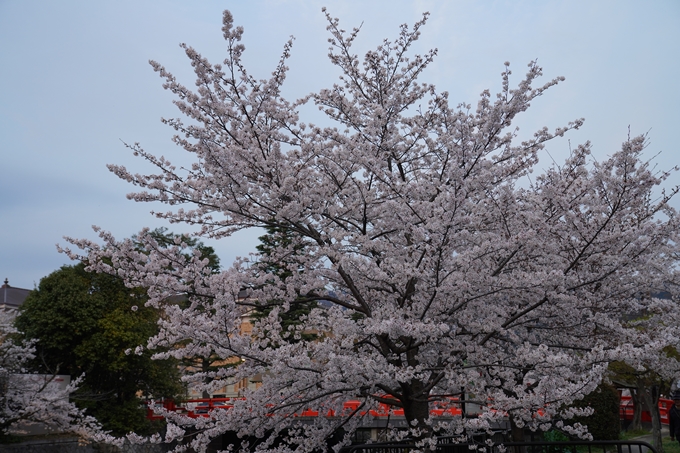 京都_桜_2020_37　岡崎疎水ライトアップ　No7