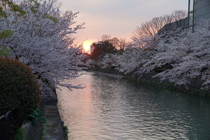 京都_桜_2020_37　岡崎疎水ライトアップ　No9