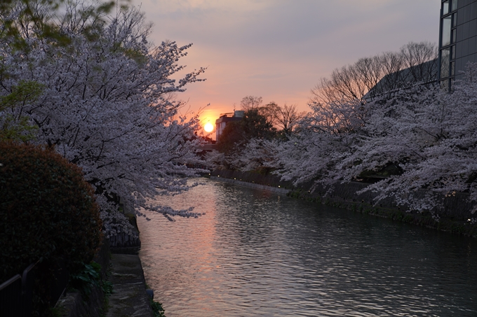 京都_桜_2020_37　岡崎疎水ライトアップ　No10