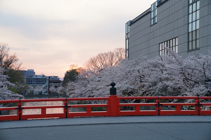 京都_桜_2020_37　岡崎疎水ライトアップ　No11