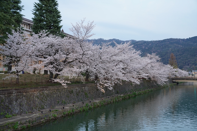 京都_桜_2020_37　岡崎疎水ライトアップ　No12