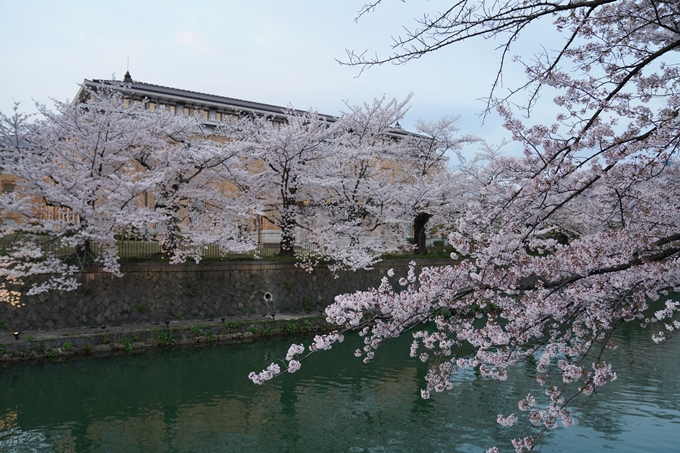 京都_桜_2020_37　岡崎疎水ライトアップ　No13