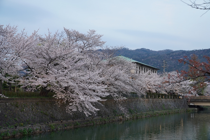 京都_桜_2020_37　岡崎疎水ライトアップ　No14