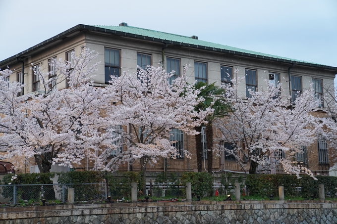 京都_桜_2020_37　岡崎疎水ライトアップ　No15