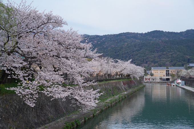 京都_桜_2020_37　岡崎疎水ライトアップ　No16