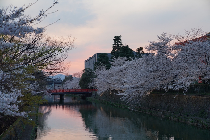 京都_桜_2020_37　岡崎疎水ライトアップ　No17