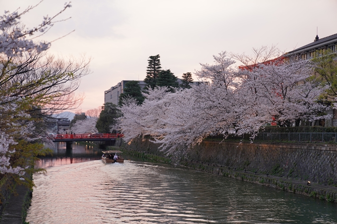 京都_桜_2020_37　岡崎疎水ライトアップ　No18