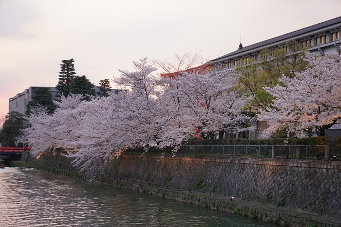 京都_桜_2020_37　岡崎疎水ライトアップ　No19