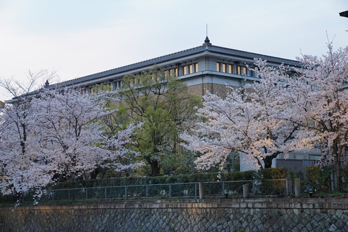 京都_桜_2020_37　岡崎疎水ライトアップ　No20