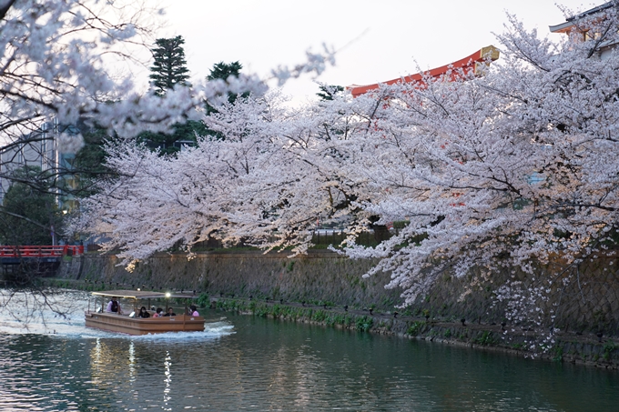 京都_桜_2020_37　岡崎疎水ライトアップ　No21