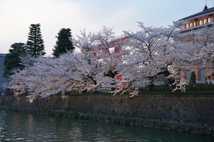 京都_桜_2020_37　岡崎疎水ライトアップ　No22