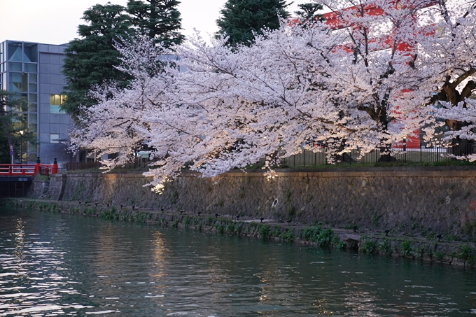 京都_桜_2020_37　岡崎疎水ライトアップ　No23