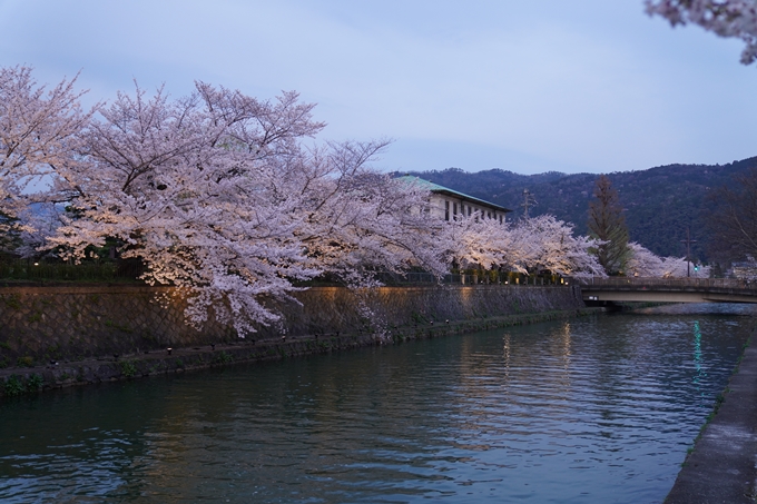 京都_桜_2020_37　岡崎疎水ライトアップ　No24