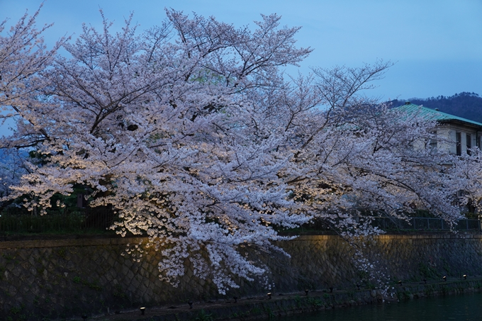 京都_桜_2020_37　岡崎疎水ライトアップ　No25