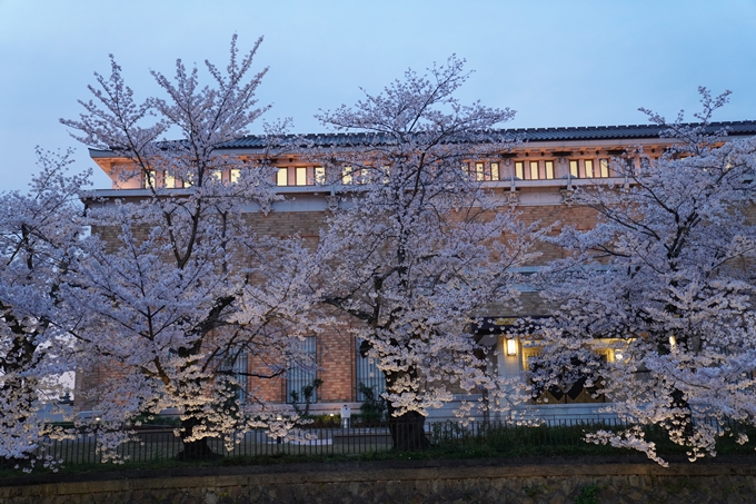 京都_桜_2020_37　岡崎疎水ライトアップ　No26