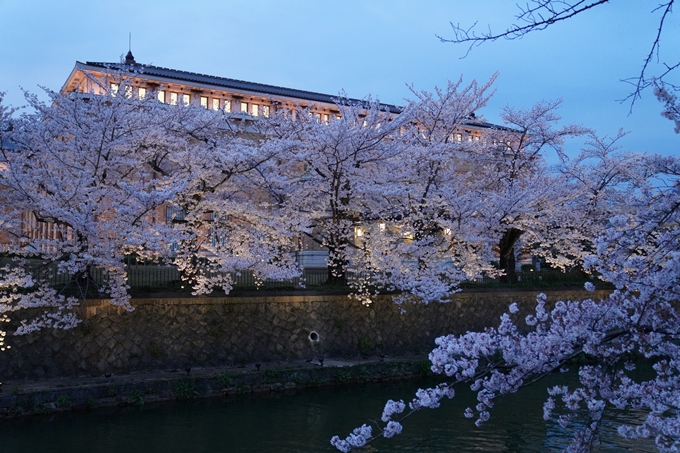 京都_桜_2020_37　岡崎疎水ライトアップ　No27