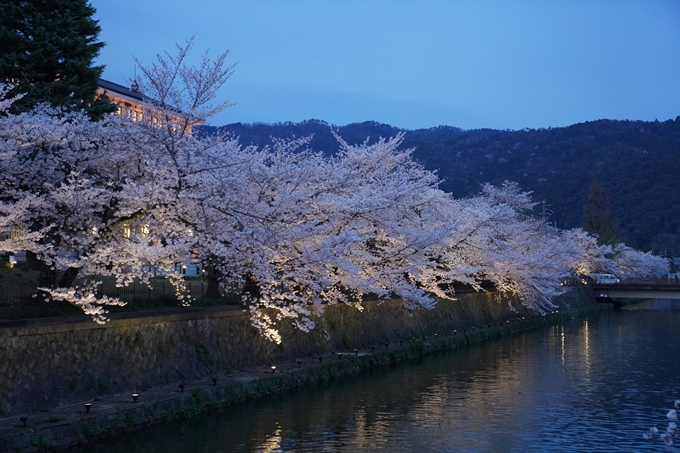 京都_桜_2020_37　岡崎疎水ライトアップ　No29