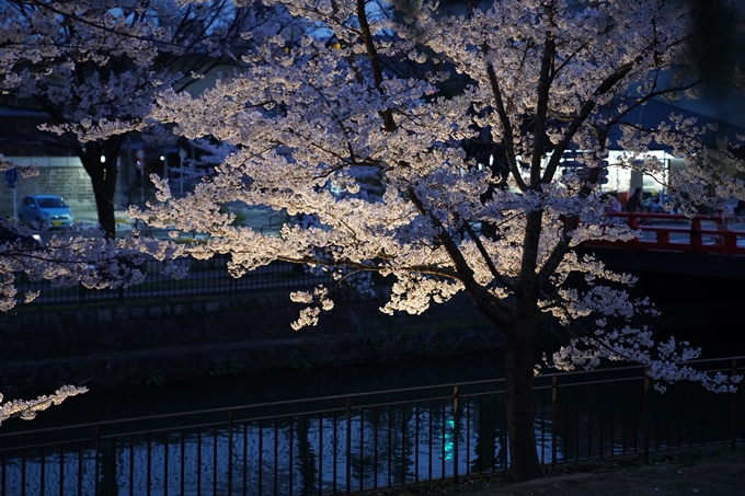 京都_桜_2020_37　岡崎疎水ライトアップ　No32