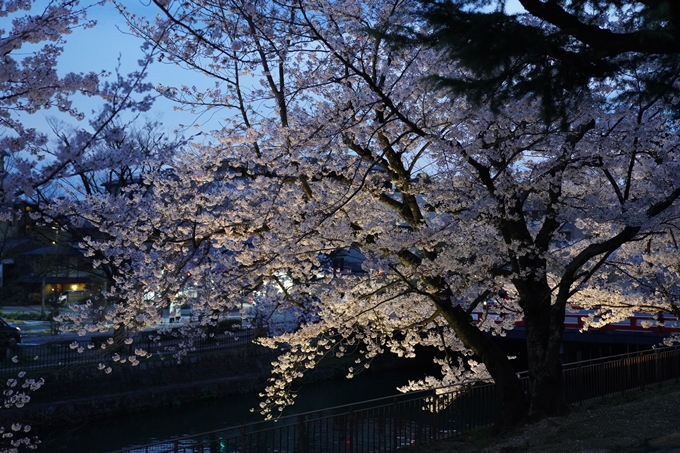 京都_桜_2020_37　岡崎疎水ライトアップ　No33